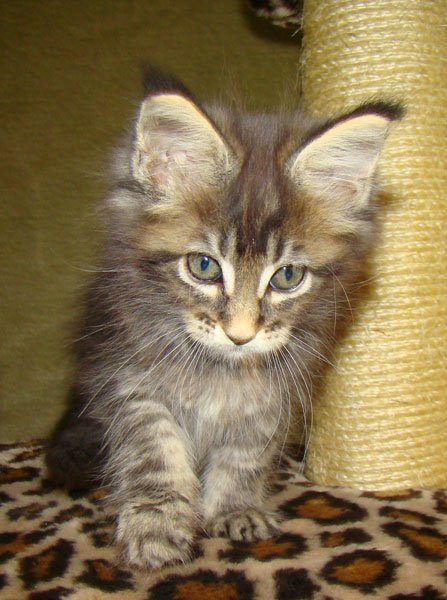     Catsvill County!   !    !       !!!    Catsvill County +7-926-544-74-09     .   ,   ,   ,    ,   ,  ,     ,   -,    ,   !
